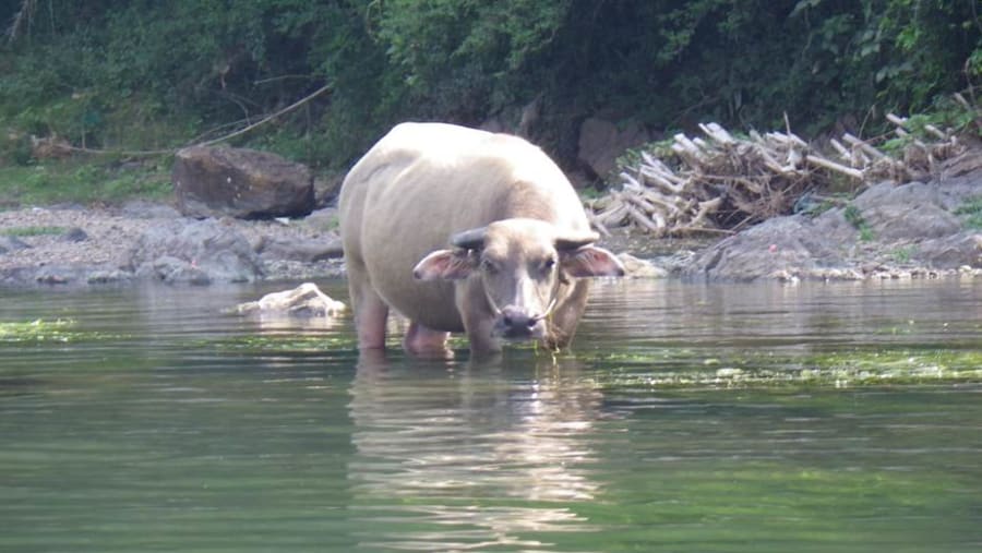 Cow drinking from the Li River
