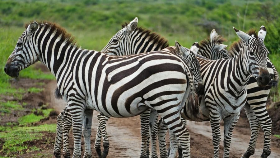Zebra