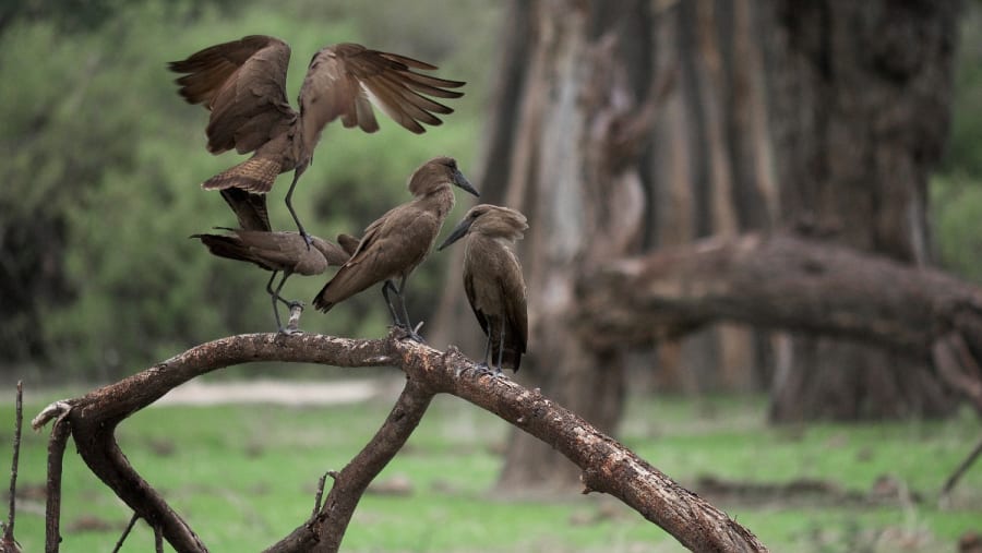 Selous Game Reserve Trip