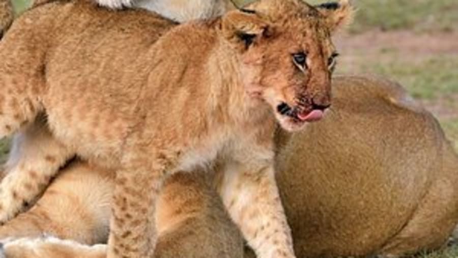 TSAVO EAST NATIONAL PARK