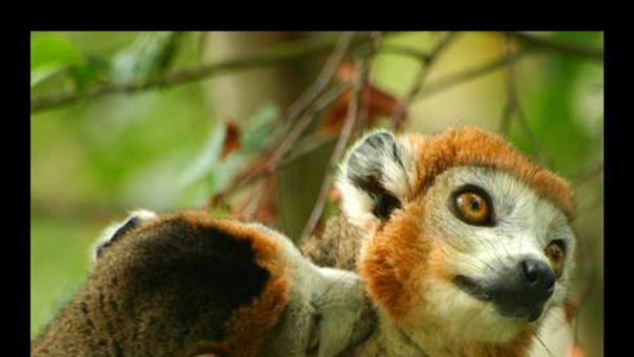 Lemur
