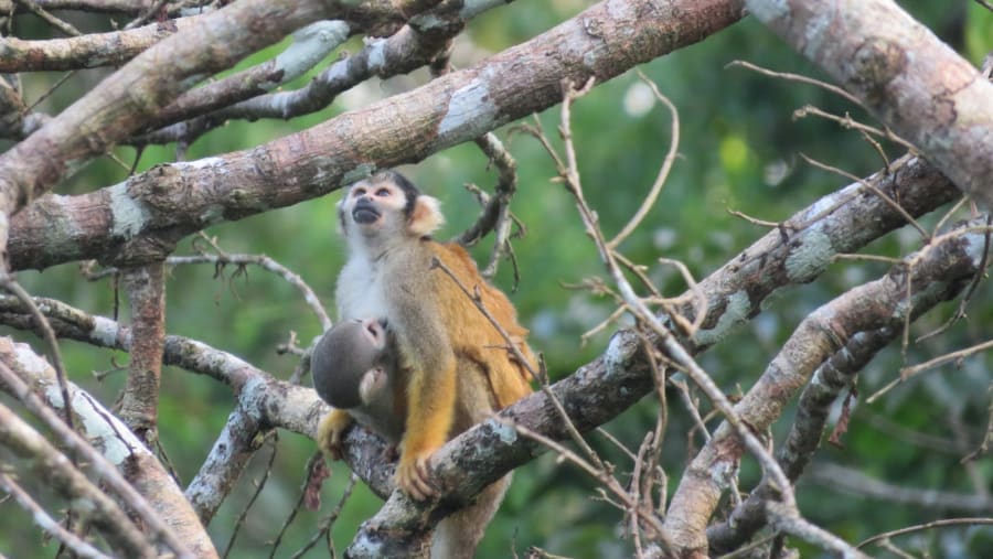 Comon squirrel monkey