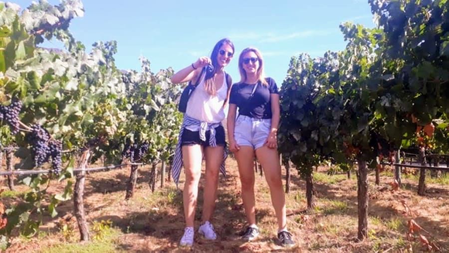 Learn about wine-making