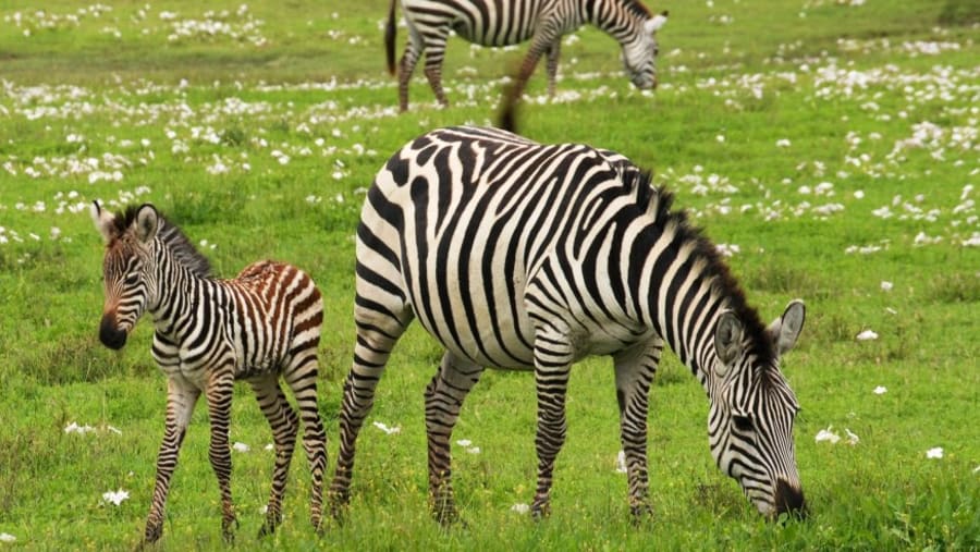 Zebras