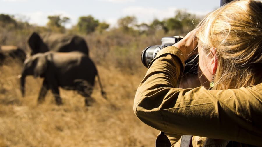 Click Pictures of Splendid Elephants