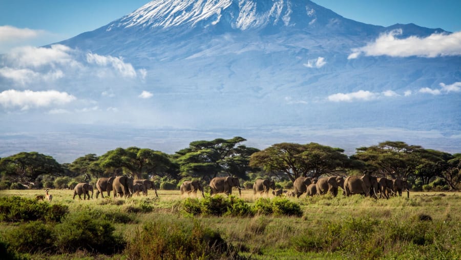 Herd of Elephants with Kilimanjaro in the background