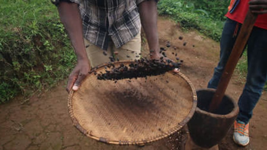 Tour of Materuni Waterfalls and Coffee Experience