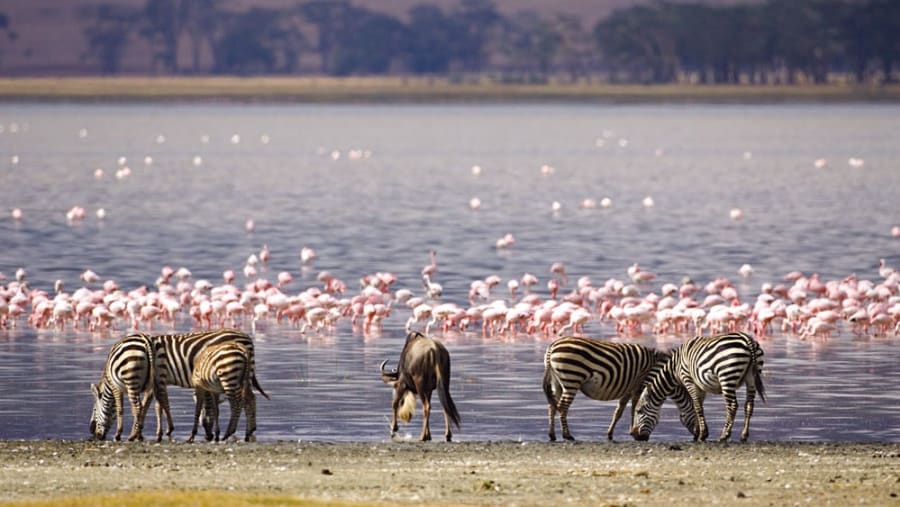 Zebra, Gnu and Pink Flamingos at Lake Nakuru