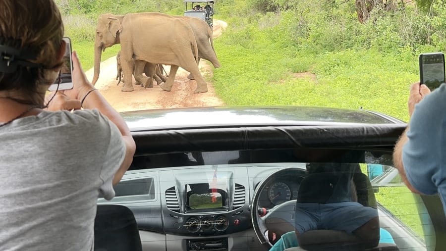 Yala National Park Safari