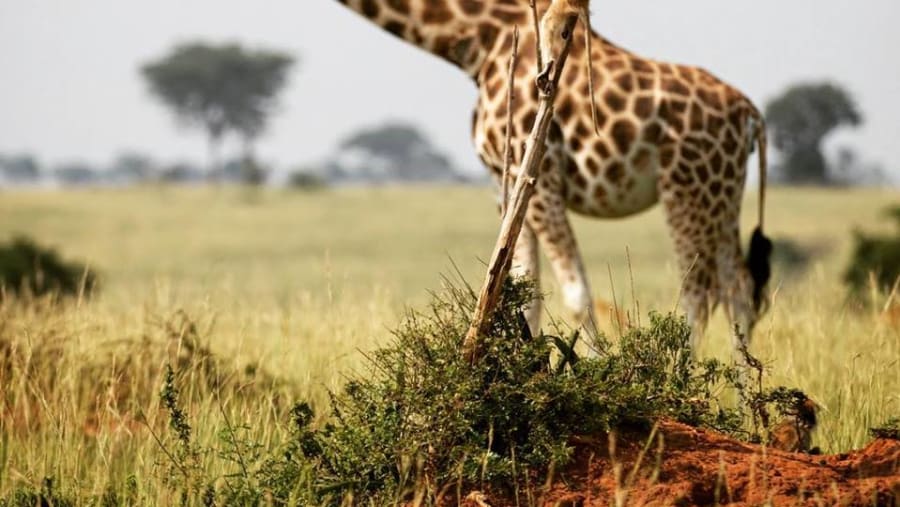 Safari