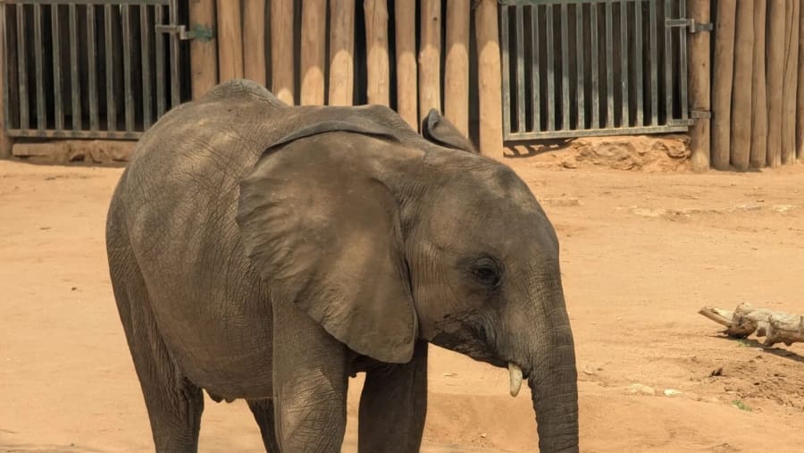 Bush Elephant