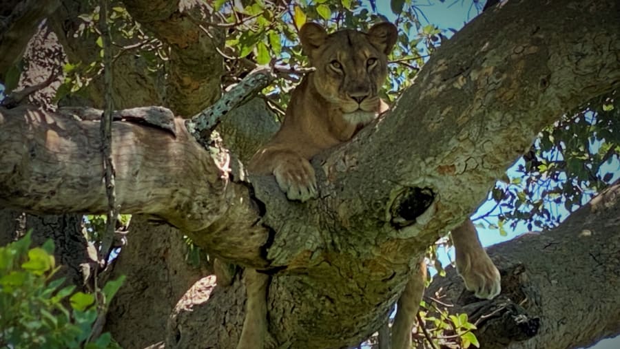 Witness the African wildlife