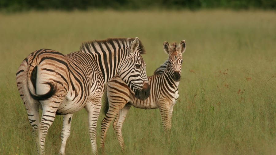Zebra sightings