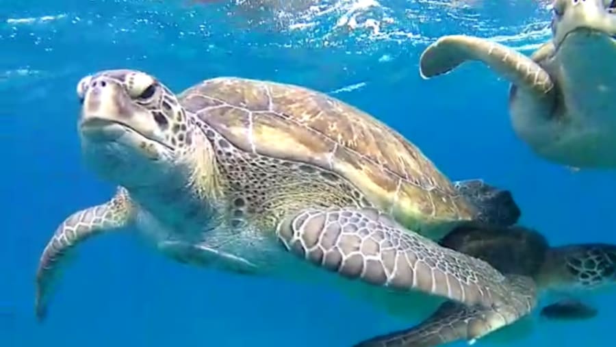 Marvel at up close animal experiences