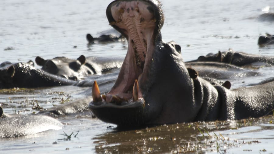 Spot the deadly hippopotamus of Africa