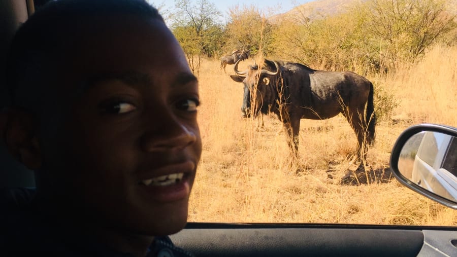 Wildebeest spotted on safari, Pilanesberg