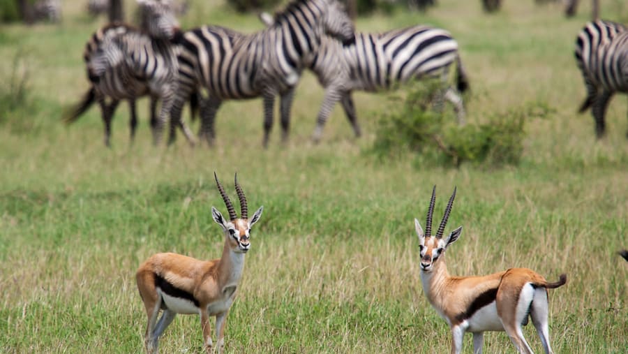 Impala and Zebras