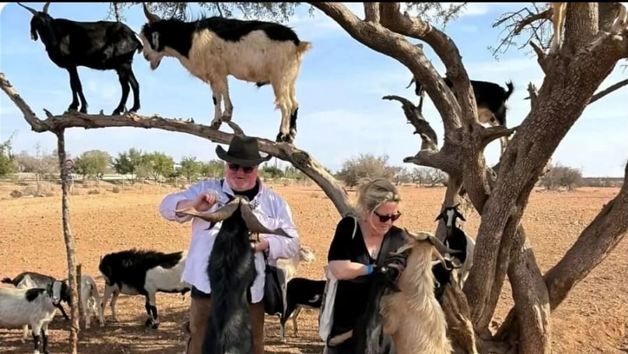 Goat Climbing