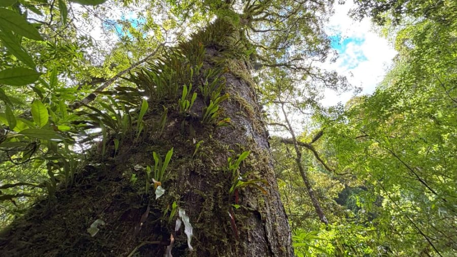 Big oak tree