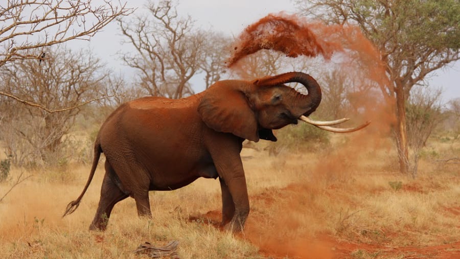 Elephants Out in the Wild at Masai Mara