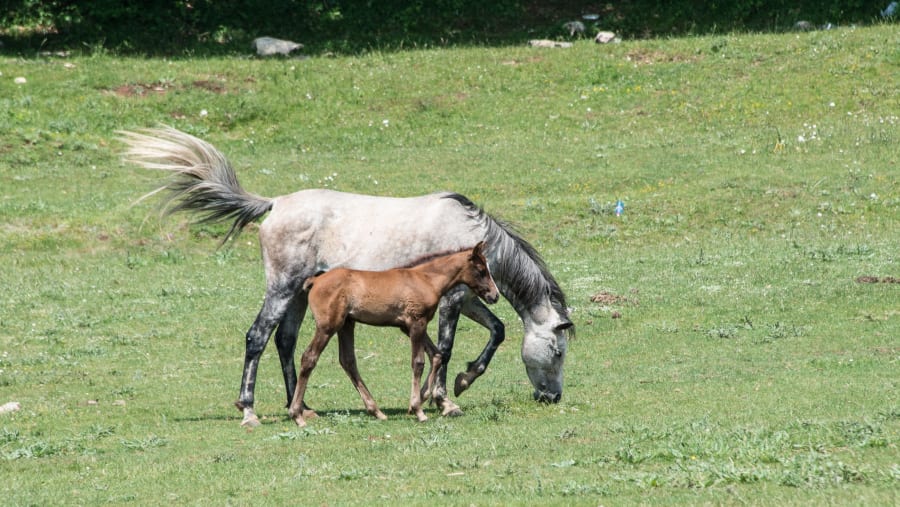 Wild Horses