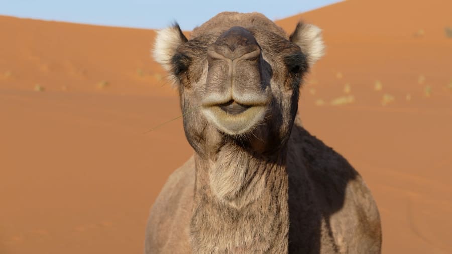 Merzouga Scenes
