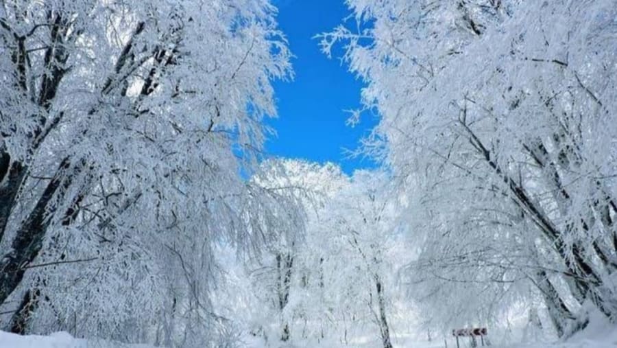 Sabaduri Pass fairytale forest