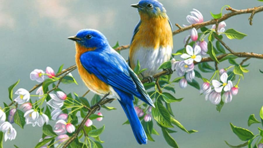 Bird Watching