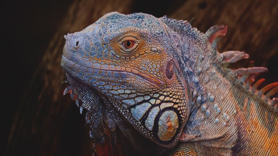Reptile in the Amazon Rainforest