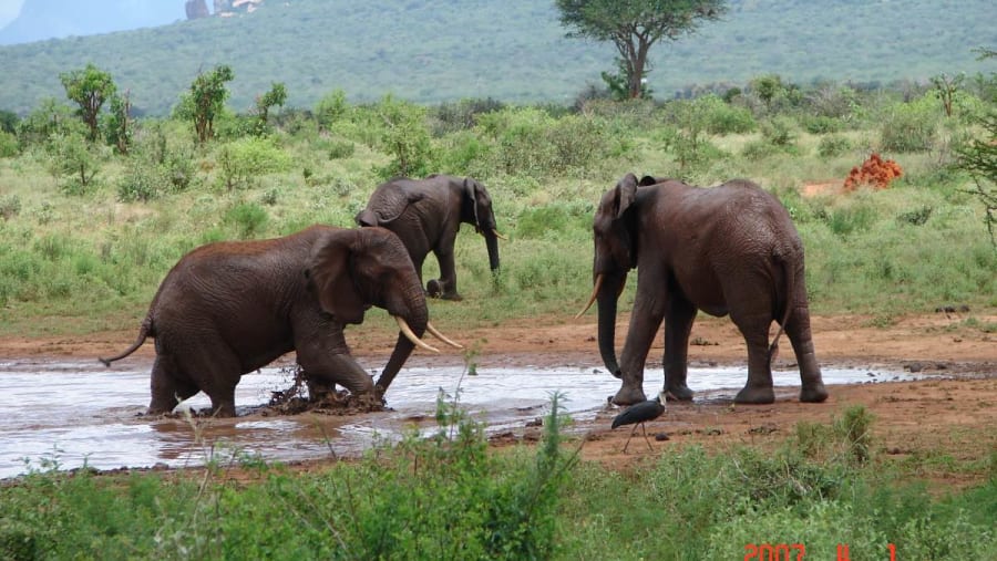 Tsavo East National Park