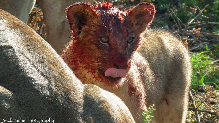 Lion covered in blood