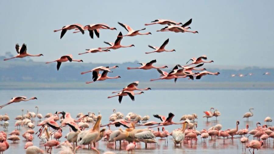 Pink Flamingos at Lake Nakuru