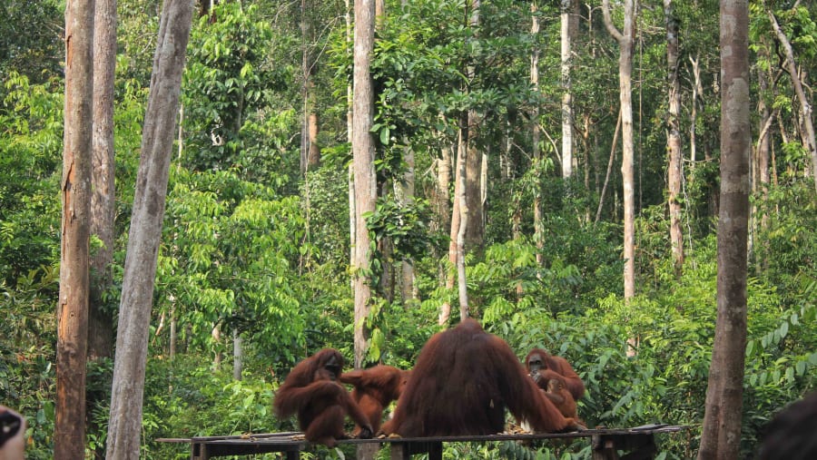 Tanjung Puting National Park Orangutan Day Tour