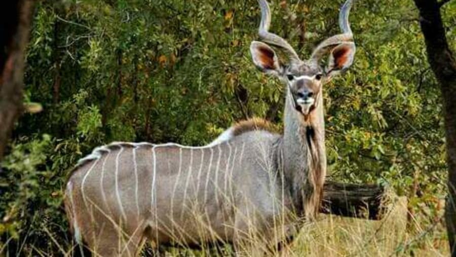 Lesser kudu