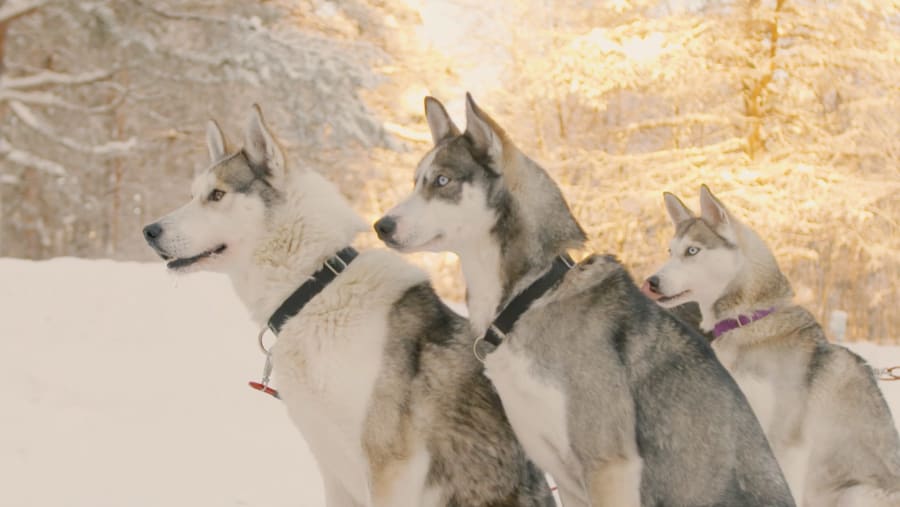 Go for a husky scenery tour