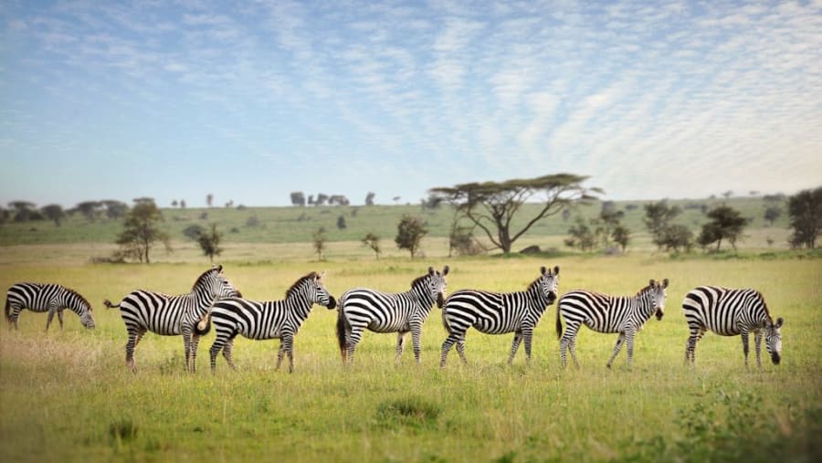 Zebras at Tarangire National Park