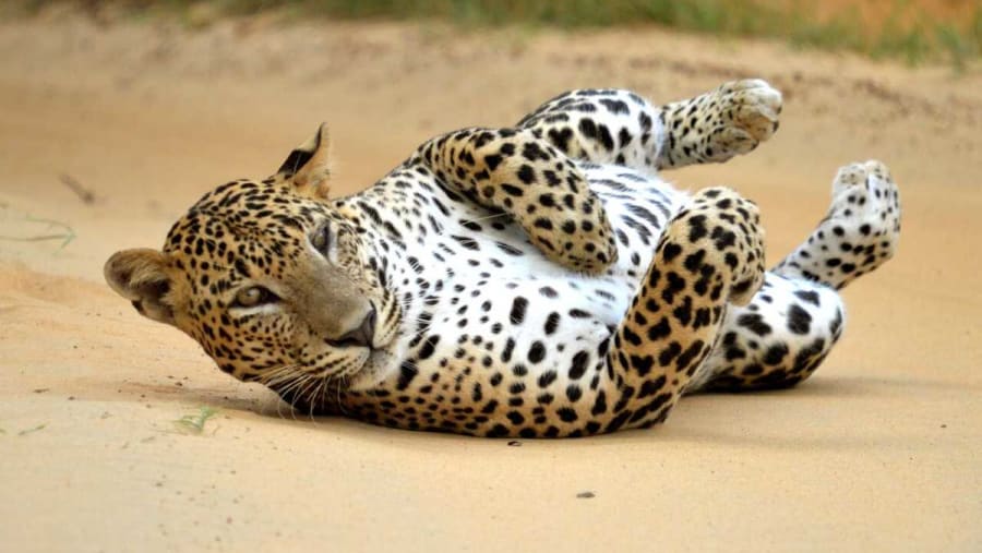 Sri Lankan Leopard