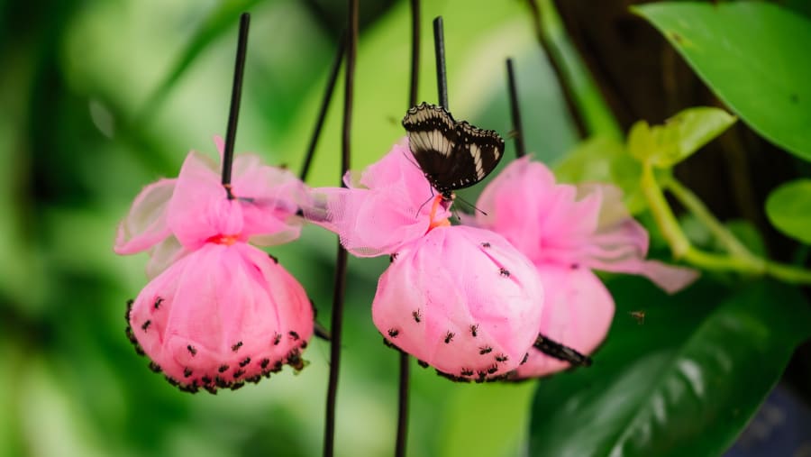 Bird Walk: A City Escape with Wings
