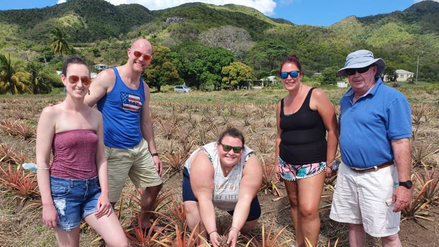 pineapple farm