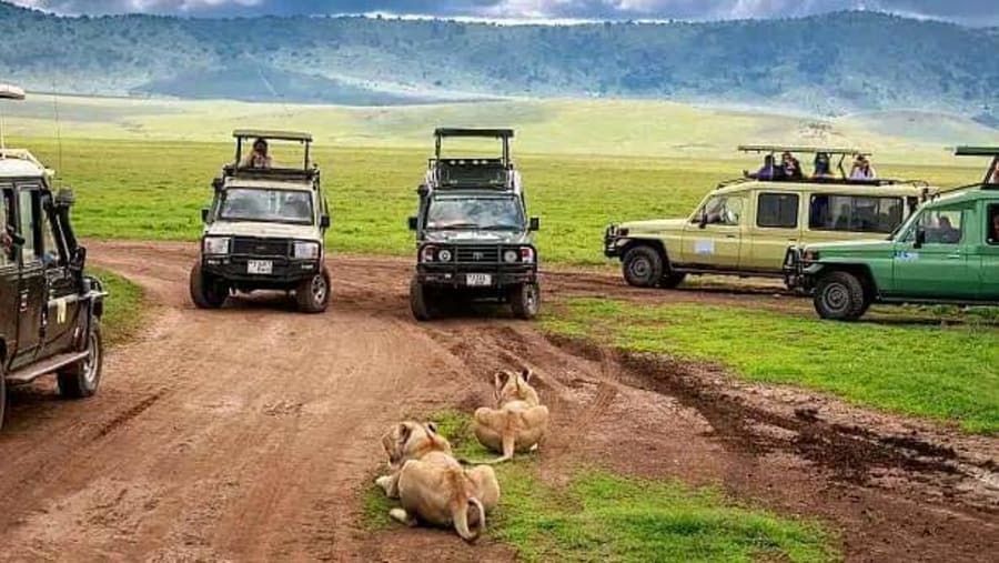 Witness the wildlife during a jeep safari