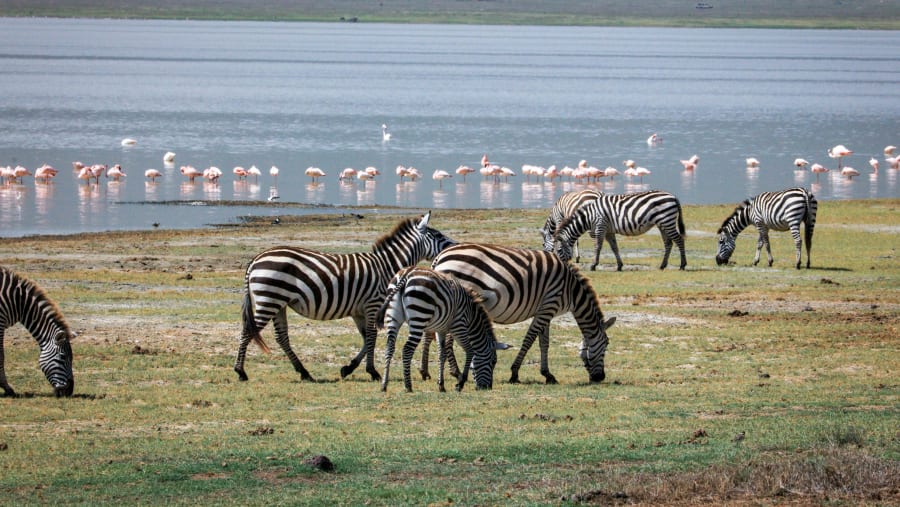 Spot the elusive Big 5 at Serengeti National Park