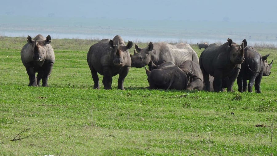 Rhino in Ngorongoro crater
