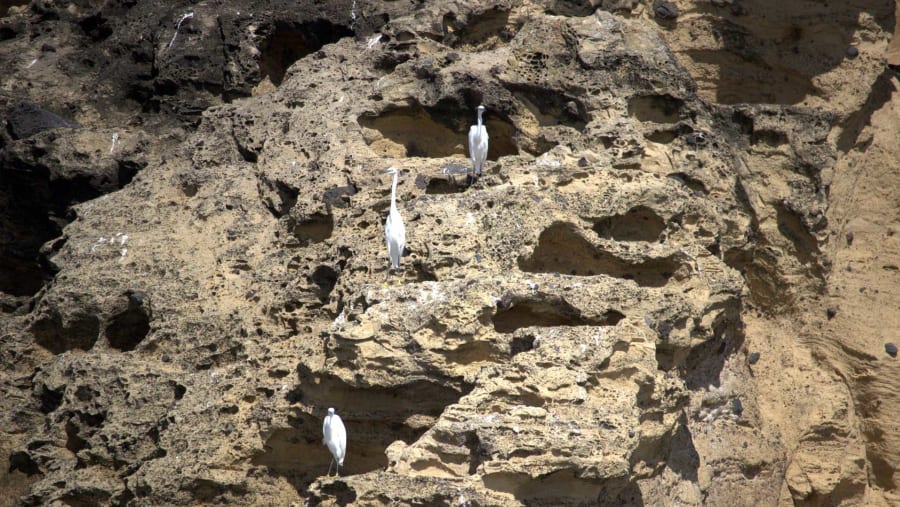 Ocean Birds