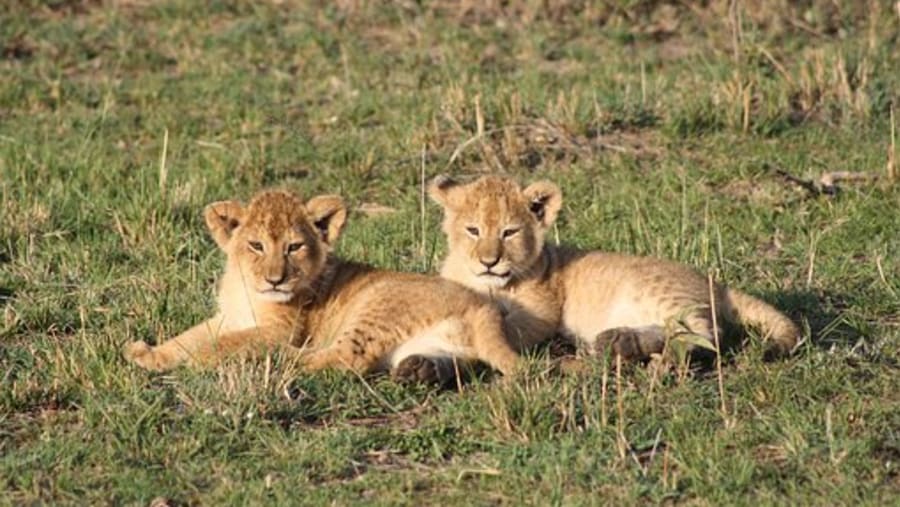 Masai Mara National Reserve