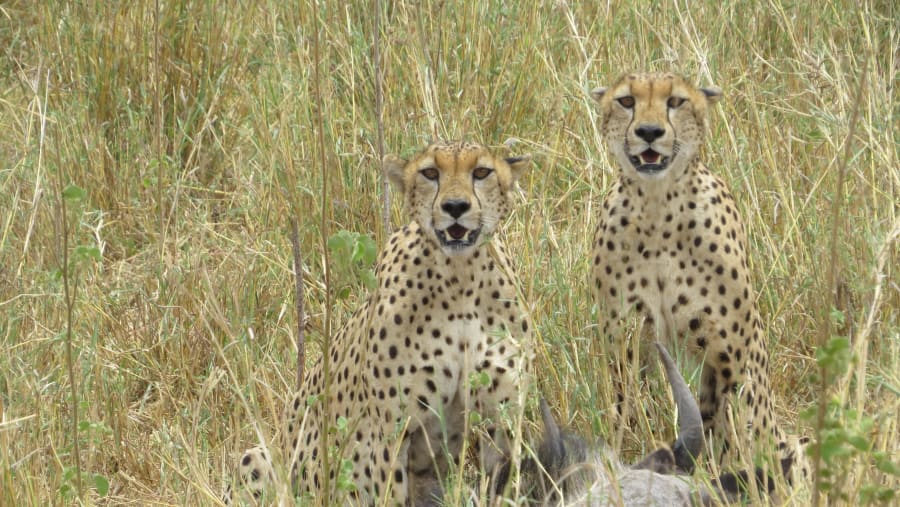 Cheetah with a Kill