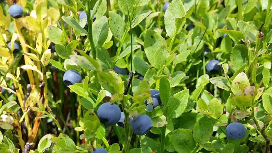 Delicious Berries