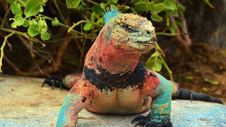 Iguanas