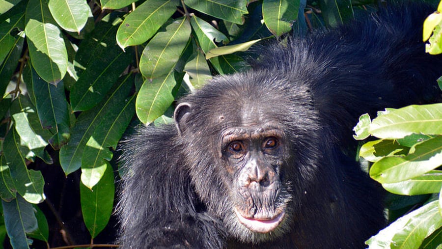 Chimpanzees