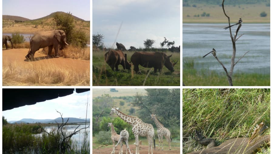 Pilanesberg National Park Safari Tour