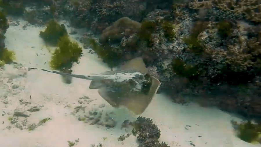 Aquatic world of Menai Bay Conservation Area